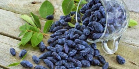 Honeysuckle pride baccara